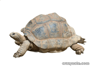 tortoise in Jurassic Park